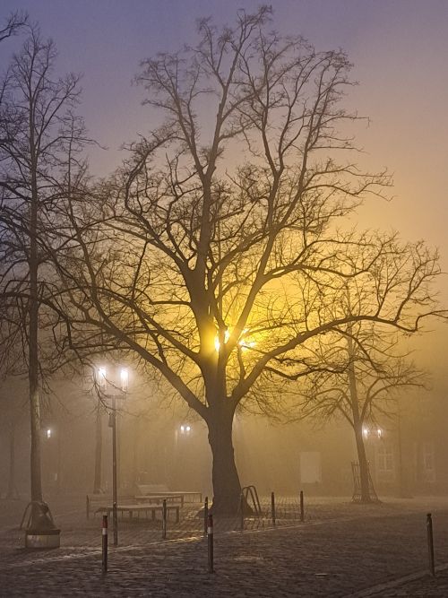 nebelbaum